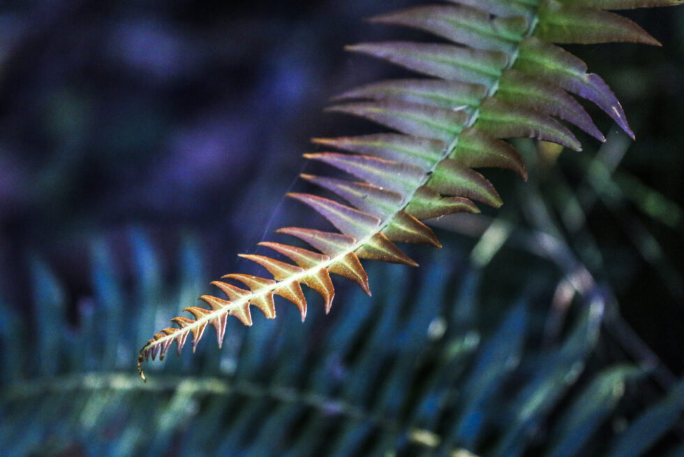 Photograph of plants