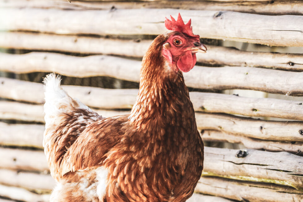 Photo of chicken