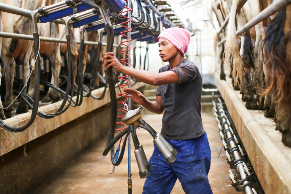 Photo of South African milk farming