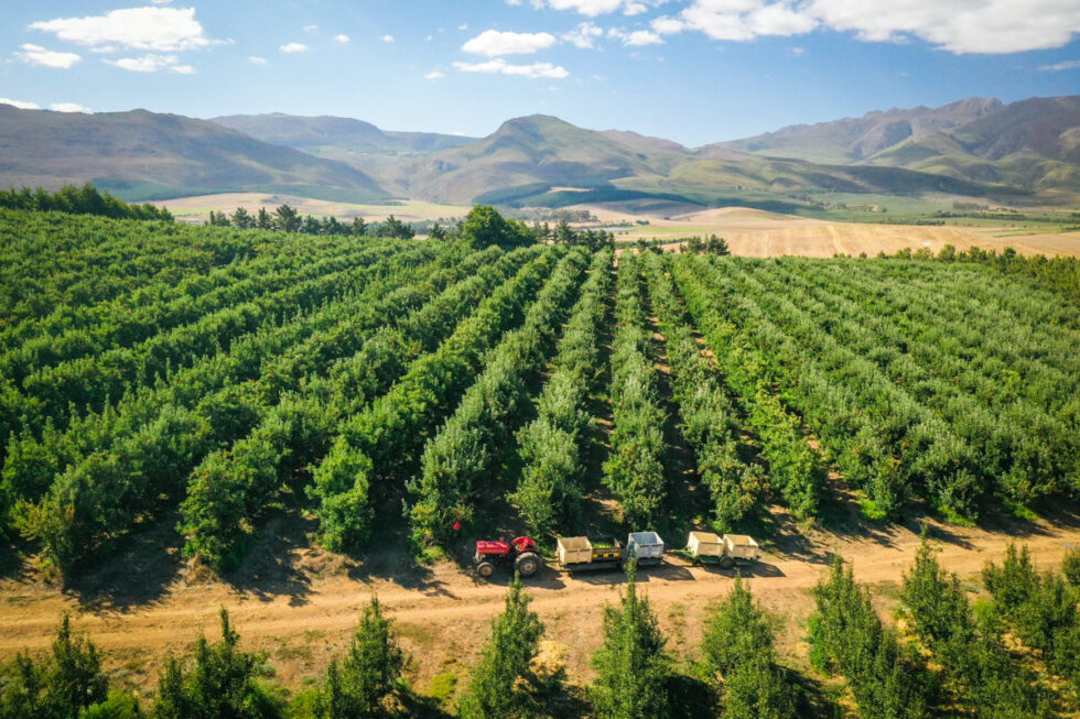 Photo of Apple farm