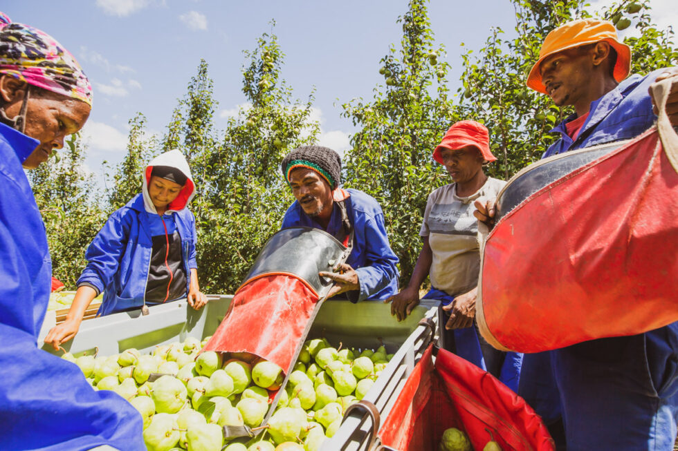Photo of Apple farm harvest