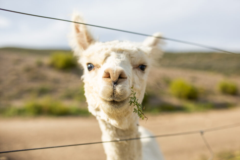 Photo of alpaca