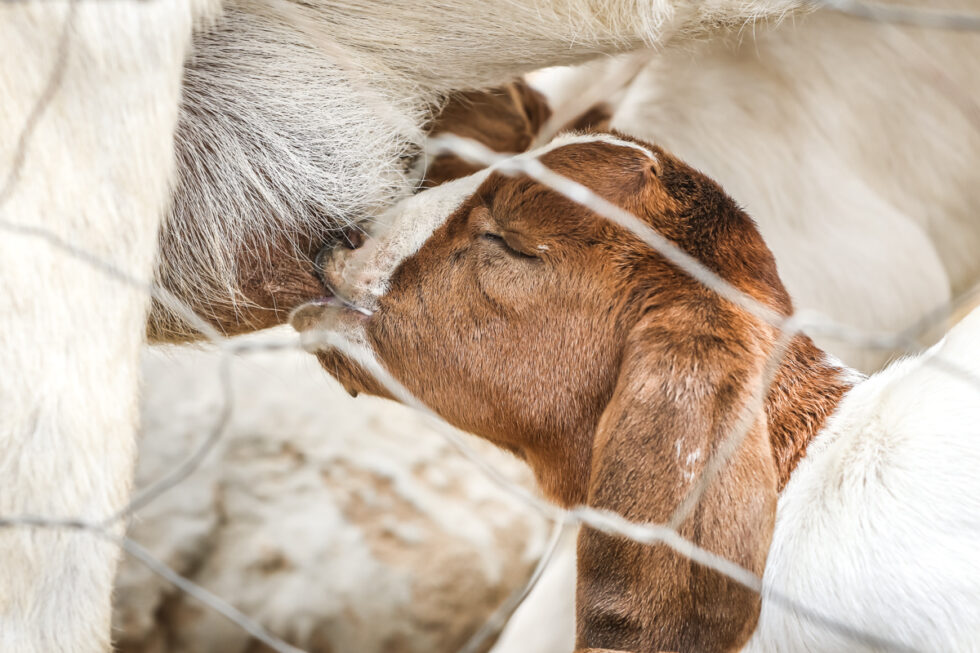 Photo of goat
