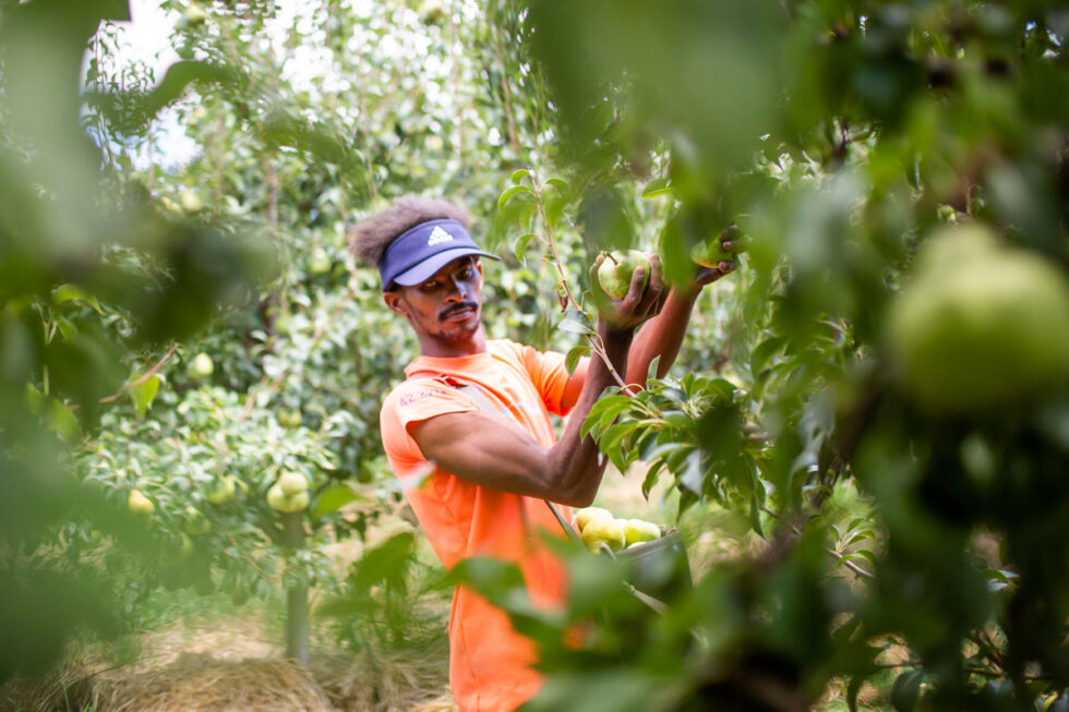 Photo of pear harvest