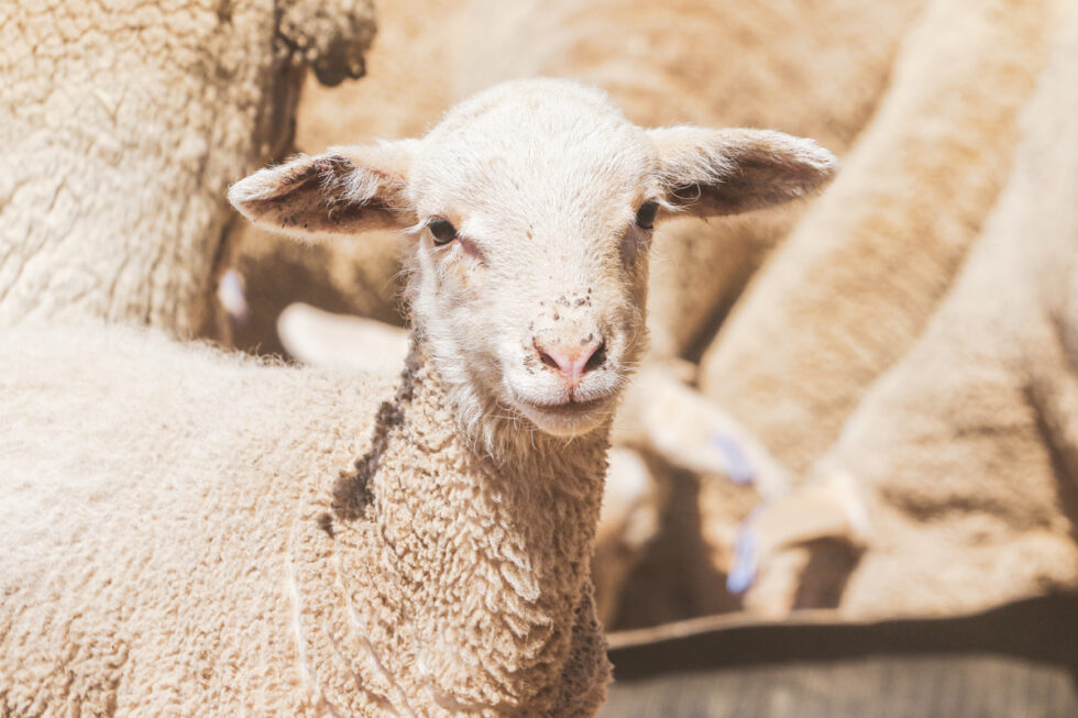 Photo of sheep