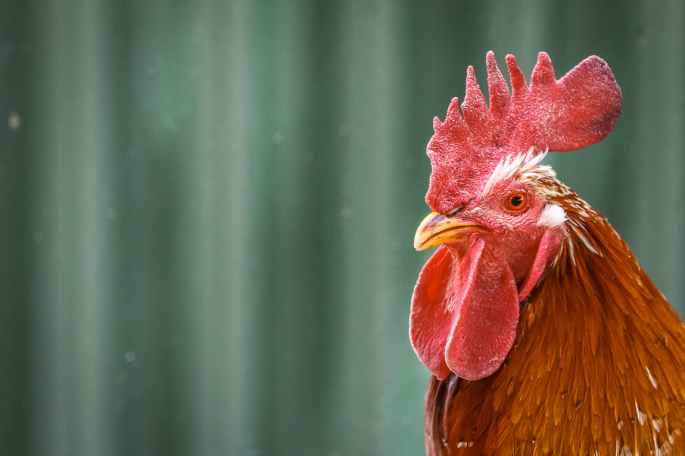 Photo of rooster