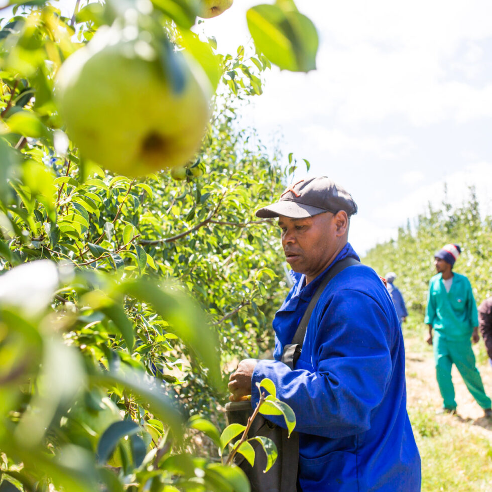 Photo of pear harvest