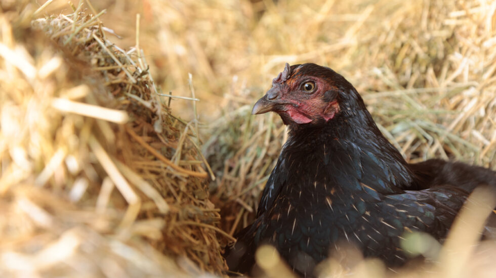 Photo of chicken