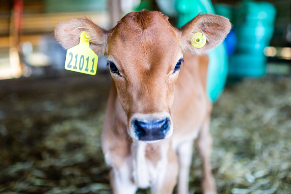 Agricultural photography: Cow photo