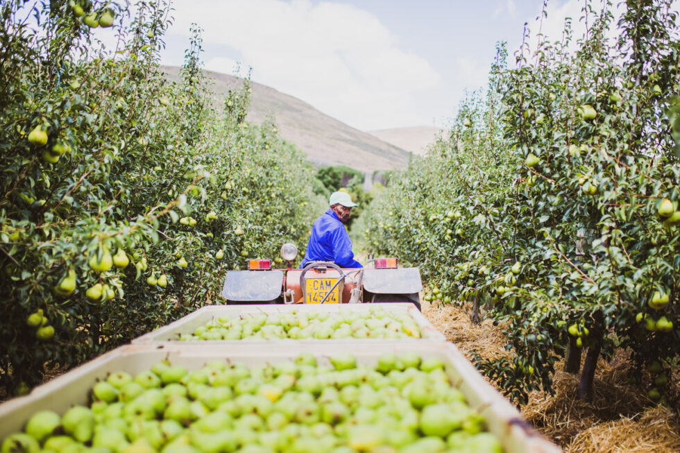 Photo of tractor with pears