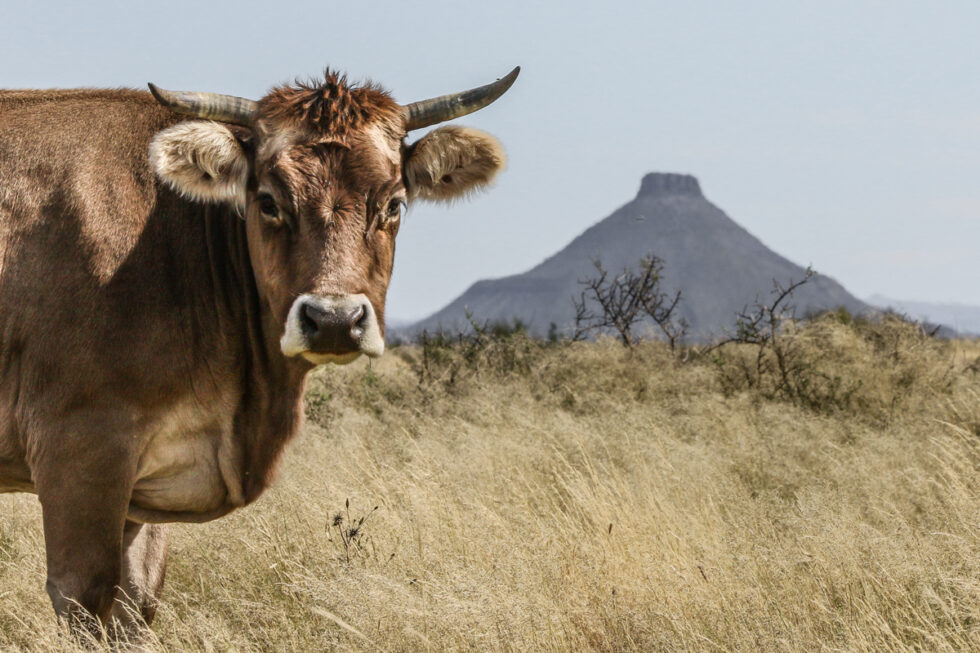 Photo of cow