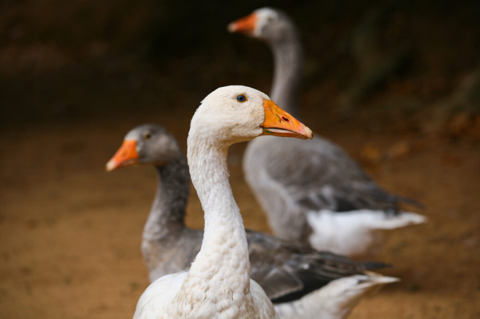 Photo of farm animals