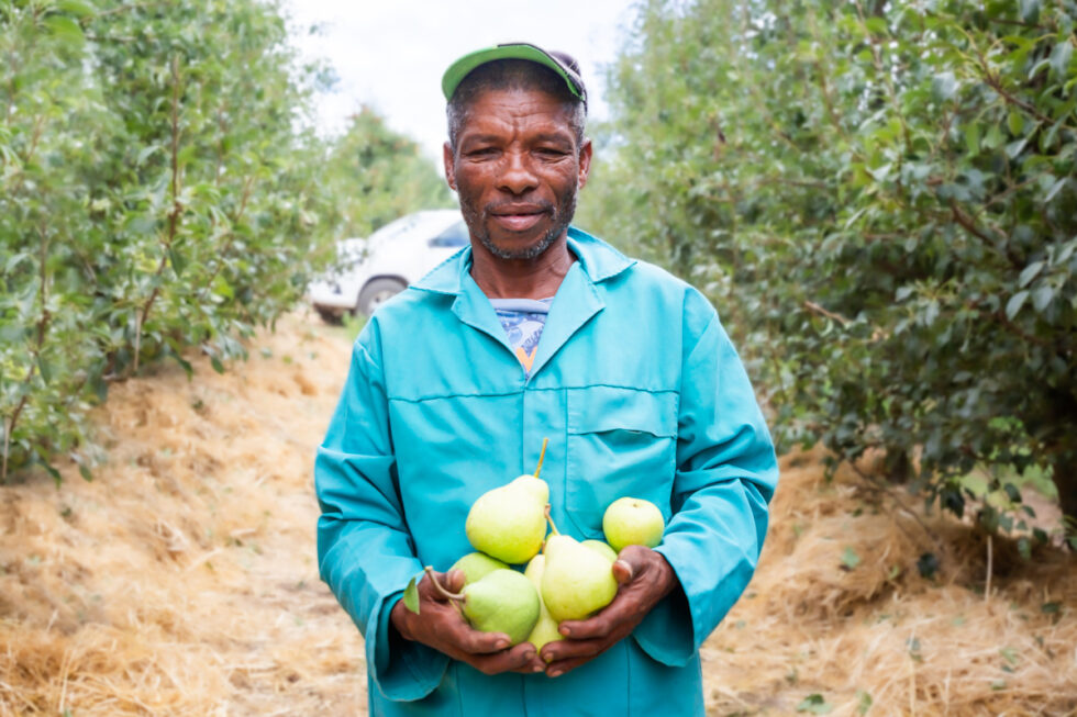 Agricultural photography: Apple farmer