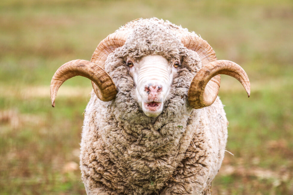 Photo of sheep
