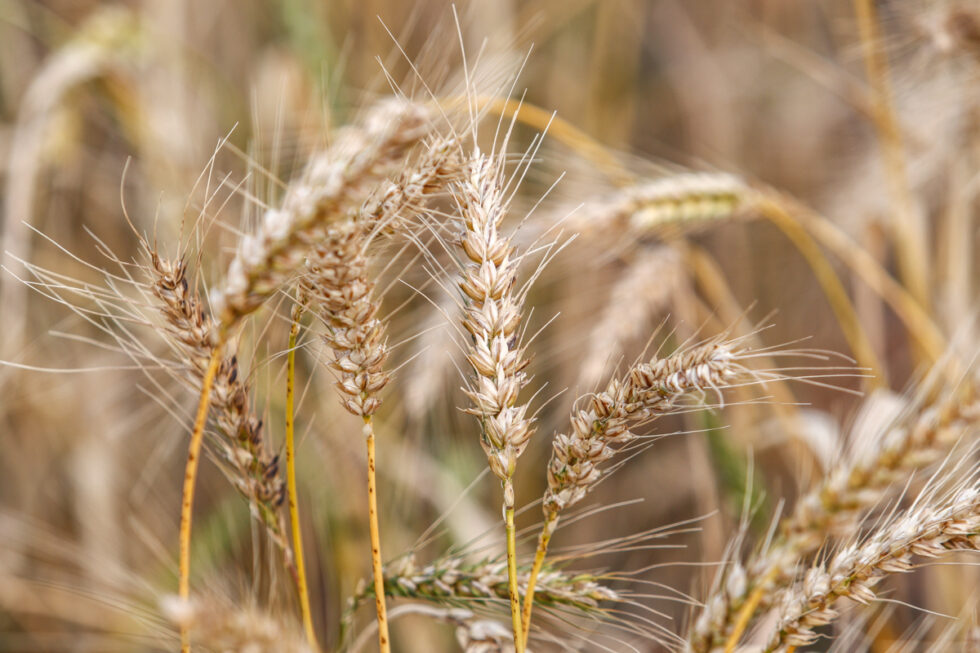 Photo of corn field